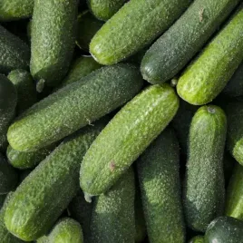 nasiona-ogorek-partner-f1-samopylny-do-gruntu-na-tasmie-premium-seeds