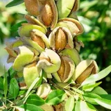 migdaly-prazone-1-kg-marka-smakarol