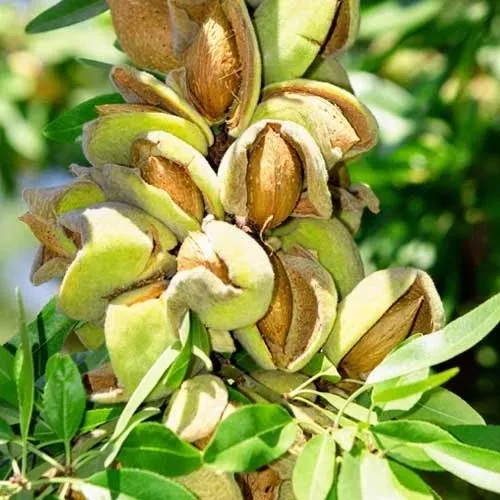 migdaly-prazone-1-kg-marka-smakarol