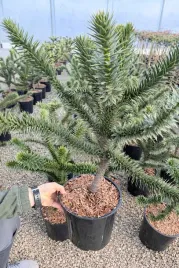 araucaria-araucana-araukaria-chilijska-malpie-drzewo-50-80cm