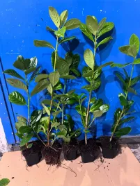 laurowisnia-novita-30-50cm-w-doniczkach-p9-sadzonki-idealne-na-zywoplot