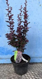 berberys-thunberga-chocolate-summer-na-zywoplot-mrozoodporny-doniczka-c-2