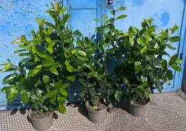 laurowisnia-novita-100-130cm-w-doniczce-idealne-na-zywoplot