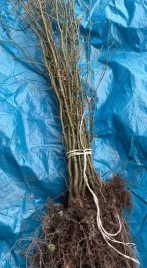 grab-pospolity-na-zywoploty-formowane-sadzonki-60-100cm-50-sztuk-i-sort