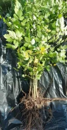 buk-pospolity-sadzonki-101-150-cm-pakiet-100-sztuk-i-sort