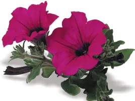 petunia-surfinia-purple-fioletowe-kwiaty-na-balkon-sadzonki-surfinii
