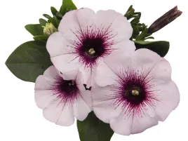 surfinia-biale-fioletowe-kwiaty-na-balkon-petunia-surprise-white-orchid-sad