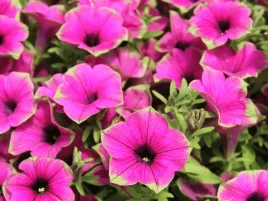 surfinia-rozowo-zielona-petunia-cascadias-pitaya-sadzonka-p9-kwiaty-balkono