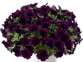 surfinia-fioletowa-capella-mullberry-sadzonka-p9-ciemne-kwiaty-na-balkony-i