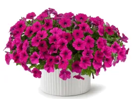 petunia-rozowa-capella-burgundy-sadzonka-p9-kwiaty-na-balkon-i-taras