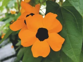 tunbergia-pomaranczowa-sunny-susy-orange-eye-sadzonka-p12-pnaca-roslina-bal
