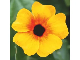 tunbergia-zolte-kwiaty-sunny-susy-red-orange-sadzonka-p12-pnaca-roslina-bal