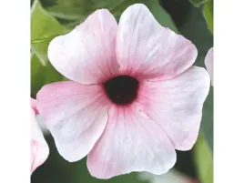 tunbergia-rozowe-kwiaty-sunny-susy-pink-beauty-sadzonka-p12-pnacze-na-balko