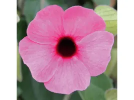 tunbergia-rozowa-sunny-susy-rose-sensation-sadzonka-p11-pnacze-rozowe-kwiat