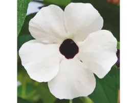 tunbergia-biala-sunny-susy-white-halo-sadzonka-p11-pnaca-roslina-balkonowa