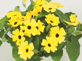 tunbergia-zolta-sunny-susy-yellow-dark-ey-sadzonka-p11-pnaca-roslina-balko