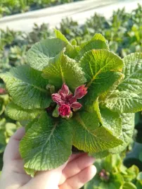 prymula-bylinowa-pierwiosnek-czerwona-ozdoba-ogrodu-przez-wiele-sezonow