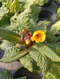 prymula-bylinowa-pierwiosnek-zolty-ozdoba-ogrodu-przez-wiele-sezonow