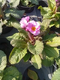 prymula-bylinowa-pierwiosnek-fiolet-ozdoba-ogrodu-przez-wiele-sezonow