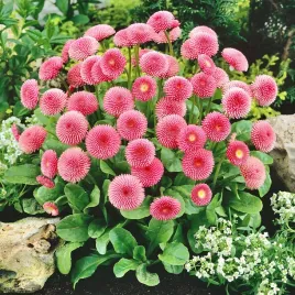 stokrotka-pomponowa-roz-pelne-kwiaty-wiosenna-ozdoba-rabat-i-balkonow