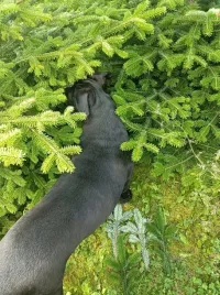 galezie-jodly-kaukaskiej-zywe-wiazka-5-kg