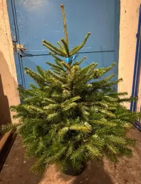 jodla-kaukaska-eco-choinka-bozonarodzeniowa-w-doniczce-100-125cm-premium