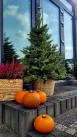 choinka-sztuczna-swierk-kaukaski-w-donicy-jak-zywy-160-cm-sezon-2025-26