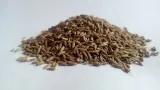 kminek-mielony-100g-rodzaj-kminek