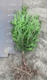 cis-sadzonka-taxus-baccata-50-80-cm-z-golym-korzeniem