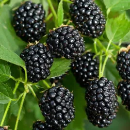 jezyna-bezkolcowa-sadzonka-1-szt