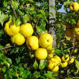 pigwowiec-krzew-owocowy-sadzonka-1-szt