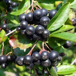 aronia-krzew-owocowy-sadzonka-1-szt