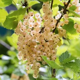 porzeczka-biala-sadzonka-1-szt