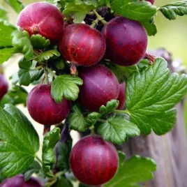 agrest-czerwony-krzew-owocowy-sadzonka-1-szt