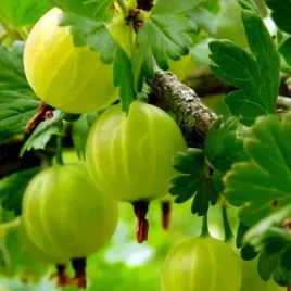 agrest-bialy-krzew-owocowy-sadzonka-1-szt