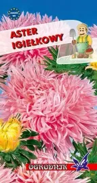 aster-igielkowy-rozowy-1g-o
