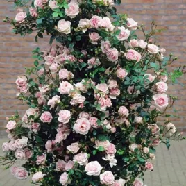 roza-pnaca-rozowa-1-szt