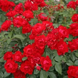 roza-rabatowa-czerwona-1-szt