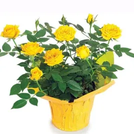 roza-miniaturowa-zolta-1-szt