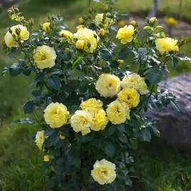 roza-parkowa-krzaczasta-zolta-1-szt