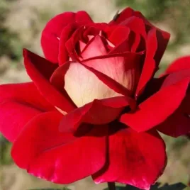 roza-wielkokwiatowa-zolto-czerwona-1-szt