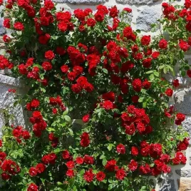 roza-pnaca-czerwona-1-szt