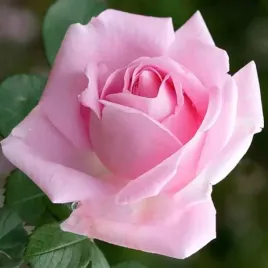 roza-wielkokwiatowa-jasnorozowa-1-szt