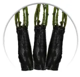 roza-pnaca-zolta-1-szt-roslina-w-postaci-sadzonka-w-balocie