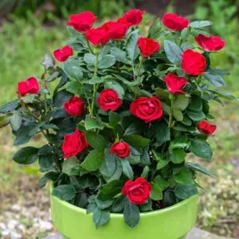 roza-miniaturowa-czerwona-1-szt