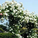 roza-pnaca-biala-1-szt