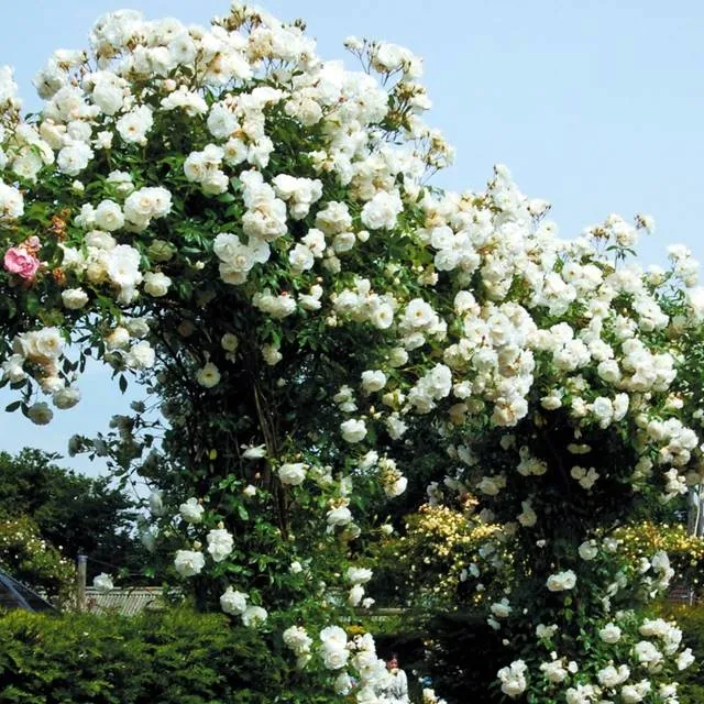 roza-pnaca-biala-1-szt