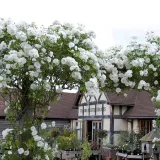 roza-pnaca-biala-1-szt-styl-ogrod-japonski-ogrod-nowoczesny-ogrod-skalny-ogrod-srodziemnomorski-ogrod-wiejski