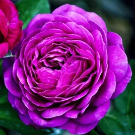 roza-rabatowa-fioletowa-1-szt