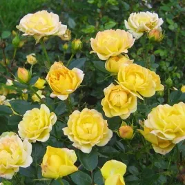 roza-rabatowa-zolta-1-szt